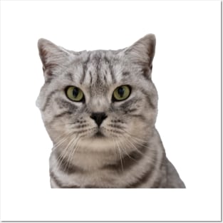 Silver Tabby Cat Posters and Art